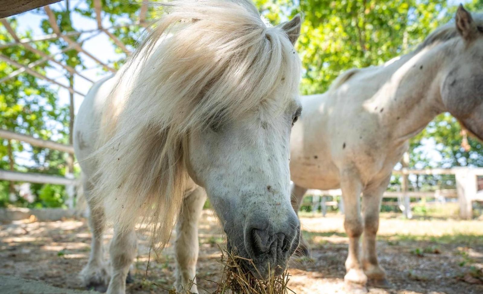 Domeniile Clos Des Colombes Douăzeci şi Trei August Exteriér fotografie